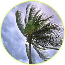 Davie Tree Service of Fort Myers, Cape Coral, and .